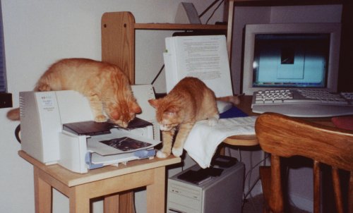 computer kittens